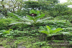 Ensete glaucum